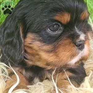 COOKIE, Cavalier King Charles Spaniel Puppy