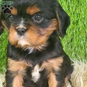 COOKIE, Cavalier King Charles Spaniel Puppy