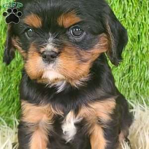 COOKIE, Cavalier King Charles Spaniel Puppy