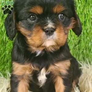 COOKIE, Cavalier King Charles Spaniel Puppy