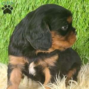 COOKIE, Cavalier King Charles Spaniel Puppy