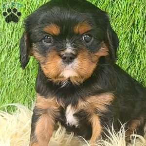 COOKIE, Cavalier King Charles Spaniel Puppy