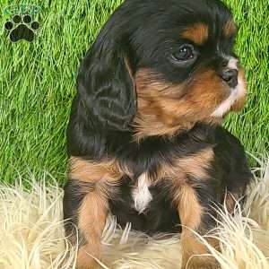 COOKIE, Cavalier King Charles Spaniel Puppy