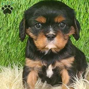 COOKIE, Cavalier King Charles Spaniel Puppy