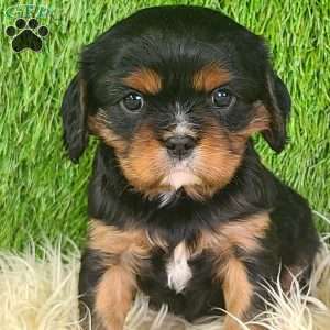 COOKIE, Cavalier King Charles Spaniel Puppy