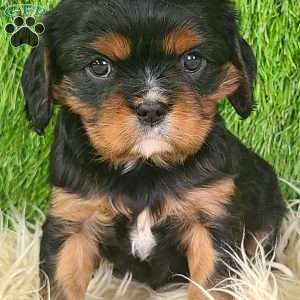 COOKIE, Cavalier King Charles Spaniel Puppy