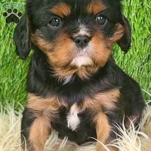 COOKIE, Cavalier King Charles Spaniel Puppy