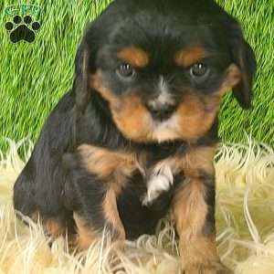 COOKIE, Cavalier King Charles Spaniel Puppy