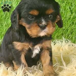 COOKIE, Cavalier King Charles Spaniel Puppy