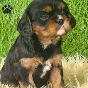 COOKIE, Cavalier King Charles Spaniel Puppy