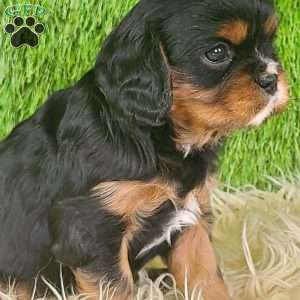 COOKIE, Cavalier King Charles Spaniel Puppy