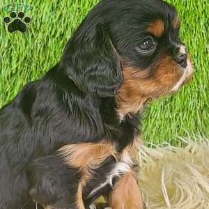 COOKIE, Cavalier King Charles Spaniel Puppy