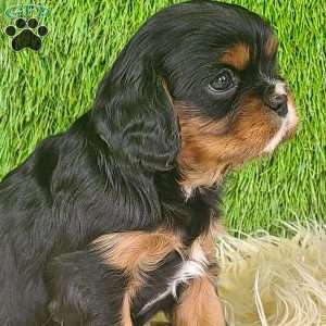 COOKIE, Cavalier King Charles Spaniel Puppy