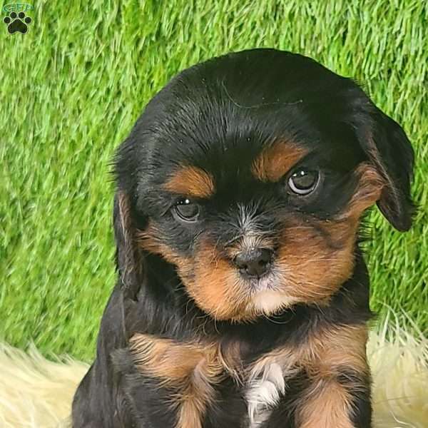 COOKIE, Cavalier King Charles Spaniel Puppy