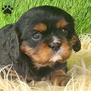 COOKIE, Cavalier King Charles Spaniel Puppy