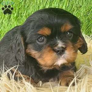 COOKIE, Cavalier King Charles Spaniel Puppy