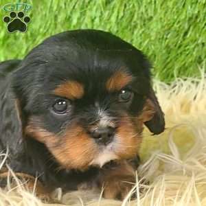 COOKIE, Cavalier King Charles Spaniel Puppy
