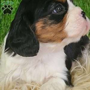 STAR, Cavalier King Charles Spaniel Puppy