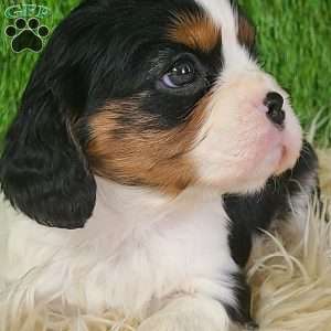 STAR, Cavalier King Charles Spaniel Puppy