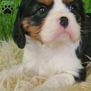 STAR, Cavalier King Charles Spaniel Puppy