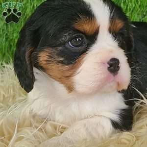 STAR, Cavalier King Charles Spaniel Puppy