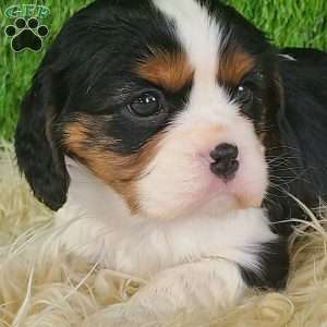 STAR, Cavalier King Charles Spaniel Puppy