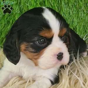 STAR, Cavalier King Charles Spaniel Puppy