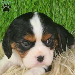 STAR, Cavalier King Charles Spaniel Puppy