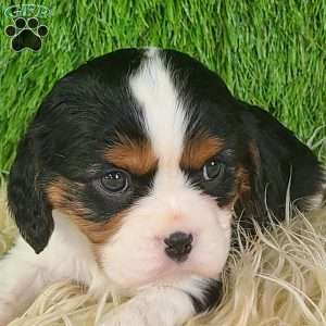 STAR, Cavalier King Charles Spaniel Puppy
