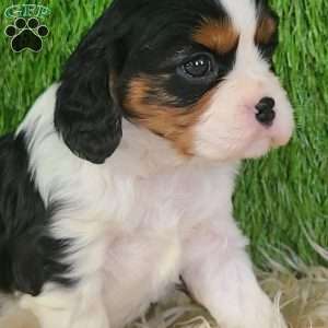 STAR, Cavalier King Charles Spaniel Puppy