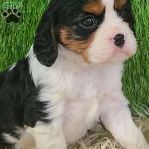 STAR, Cavalier King Charles Spaniel Puppy