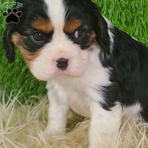 STAR, Cavalier King Charles Spaniel Puppy