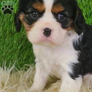 STAR, Cavalier King Charles Spaniel Puppy