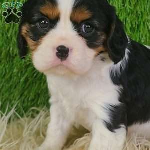 STAR, Cavalier King Charles Spaniel Puppy