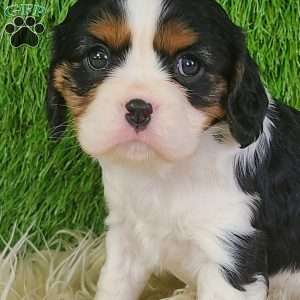 STAR, Cavalier King Charles Spaniel Puppy