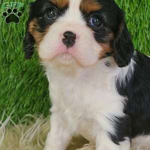 STAR, Cavalier King Charles Spaniel Puppy