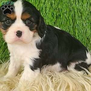 STAR, Cavalier King Charles Spaniel Puppy