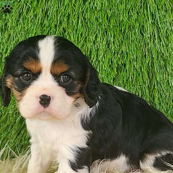 STAR, Cavalier King Charles Spaniel Puppy