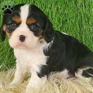 STAR, Cavalier King Charles Spaniel Puppy