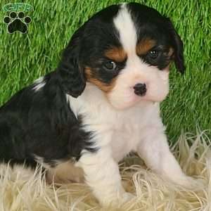 STAR, Cavalier King Charles Spaniel Puppy