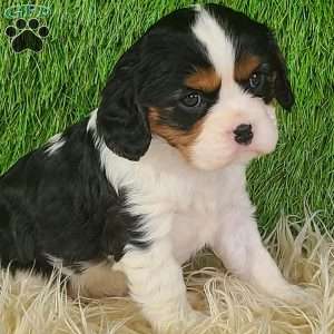 STAR, Cavalier King Charles Spaniel Puppy