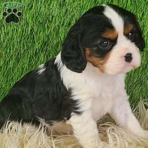 STAR, Cavalier King Charles Spaniel Puppy