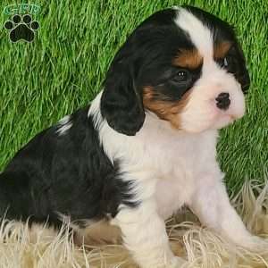 STAR, Cavalier King Charles Spaniel Puppy