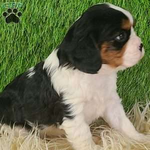 STAR, Cavalier King Charles Spaniel Puppy