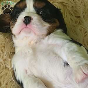 STAR, Cavalier King Charles Spaniel Puppy