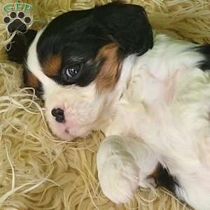 STAR, Cavalier King Charles Spaniel Puppy