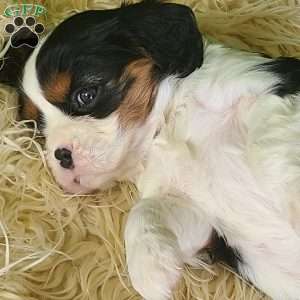 STAR, Cavalier King Charles Spaniel Puppy