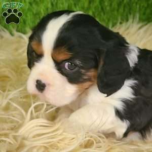 STAR, Cavalier King Charles Spaniel Puppy