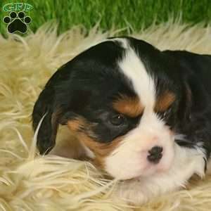 STAR, Cavalier King Charles Spaniel Puppy