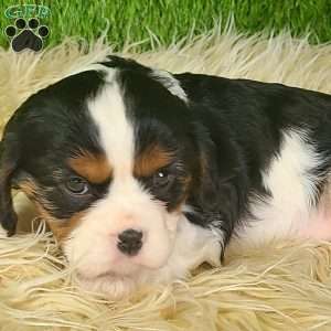 STAR, Cavalier King Charles Spaniel Puppy